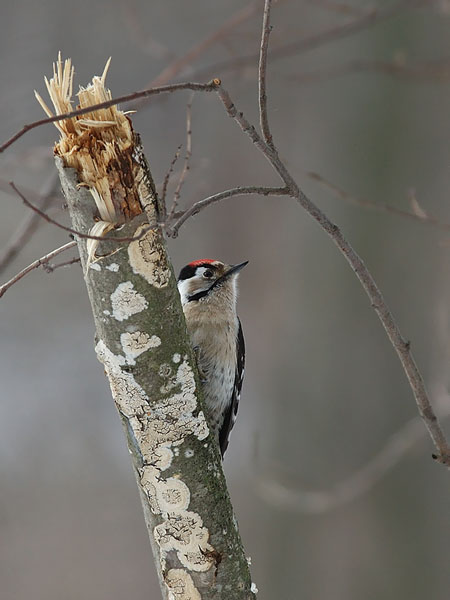 Pikkutikka, Lesser Spotted Woodpecker, Dendrocopos minor